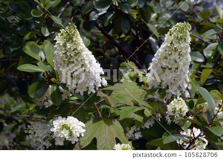 Kashiwaba繡球花 105828706