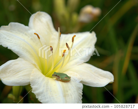 Hemerocallis 'Gentle Shepherd' blooming in July and a tree frog 105828717