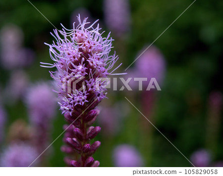 紫麒麟菊 (Kiringiku) 七月盛開 105829058