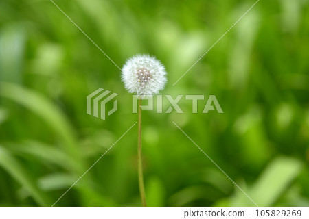 Dandelion seeds Dandelion seeds 105829269