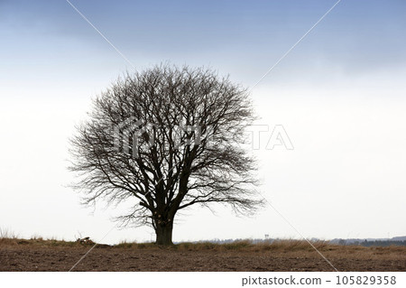 One bare tree on a field during winter on an overcast cloudy cold day. A big tree with no leaves on an empty field in nature on a gloomy cold winter day. One free standing tree in a lonely forest One bare tree on a field during winter on an overcast cloudy cold day. A big tree with no leaves on an empty field in nature on a gloomy cold winter day. One free standing tree in a lonely forest 105829358