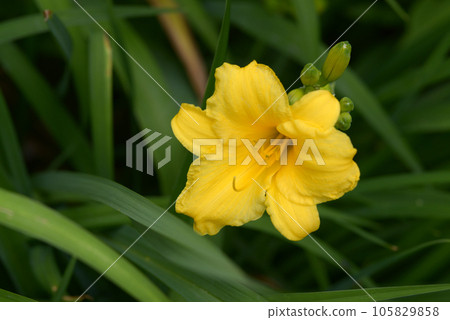 Hemelocalis Hemelocalis 105829858