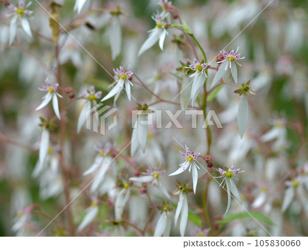 Yukinoshita flower pattern 105830060