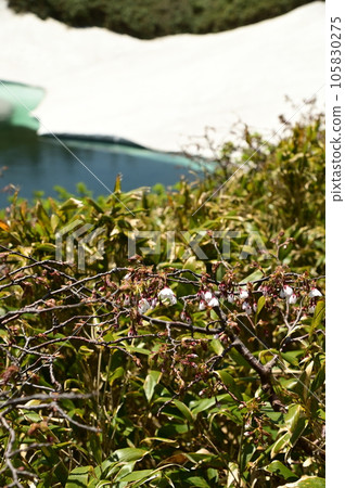 Hachimantai cherry blossoms (Takanezakura) 105830275