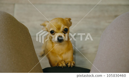 The pet lays its paws on the chair for the mistress. Toy terrier looks with yes. Top view, indoor. Dog ask begging for food, looking at the camera. 105830460