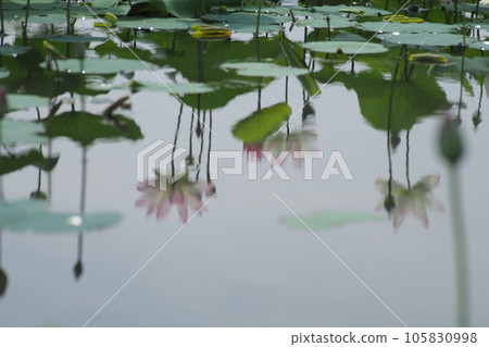 Reflection of lotus pond 105830998