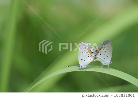 交配松鼠 交配松鼠 105831001