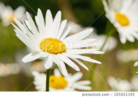Daisy flowers growing in a field or botanical garden on a sunny day outdoors. Shasta or max chrysanthemum daisies from the asteraceae species with white petals and yellow pistil blooming in spring Daisy flowers growing in a field or botanical garden on a sunny day outdoors. Shasta or max chrysanthemum daisies from the asteraceae species with white petals and yellow pistil blooming in spring 105831195