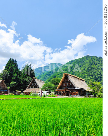 Suganuma Gassho-zukuri village in Gokayama in summer 105831250