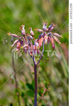 Closeup of a budding flower outdoors in nature. Fynbos in Table Mountain National Park in Cape Town, South Africa. A beautiful plant with buds growing during the summer or spring season in a garden 105831299
