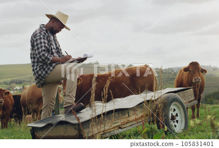 Farm inspection, cattle and a black man with notes on farming, agriculture growth and progress. Planning, field and an African farmer writing a report on cows for sustainable business and inventory 105831401