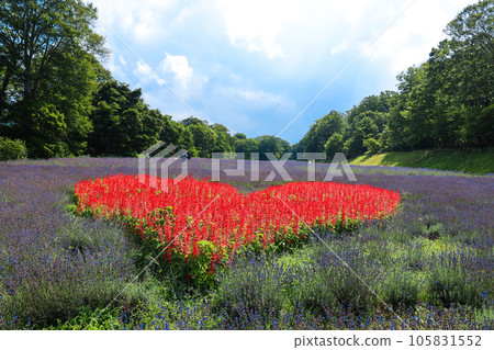 heart in the lavender field heart in the lavender field 105831552