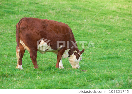 Breeding bovine animals for cattle farming on a meadow to produce milk or beef. Livestock grazing for food on open land in nature. Copy space with cow eating grass on a field on a sunny day outdoors Breeding bovine animals for cattle farming on a meadow to produce milk or beef. Livestock grazing for food on open land in nature. Copy space with cow eating grass on a field on a sunny day outdoors 105831745