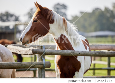 Theres something magical about the majesty of a horse. a beautiful brown and white horse on a farm. Theres something magical about the majesty of a horse. a beautiful brown and white horse on a farm. 105831747