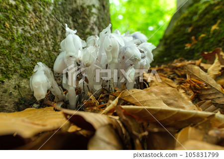 Japanese beech forest 105831799