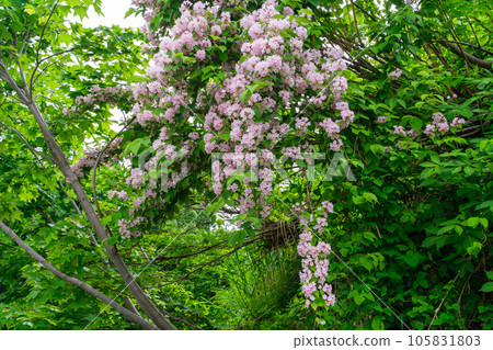 petals of deutzia petals of deutzia 105831803