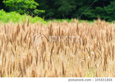 brilliance of wheat brilliance of wheat 105831808