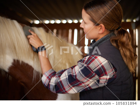 Good attitude is most important. a young woman brushing a horse in a barn. Good attitude is most important. a young woman brushing a horse in a barn. 105831894