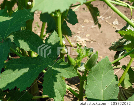 Okra fruit 105832082