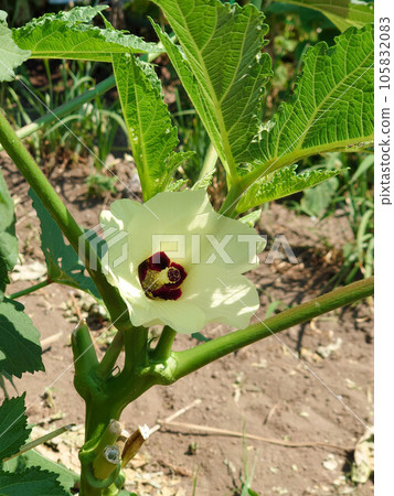 Okra's Flower Okra's Flower 105832083
