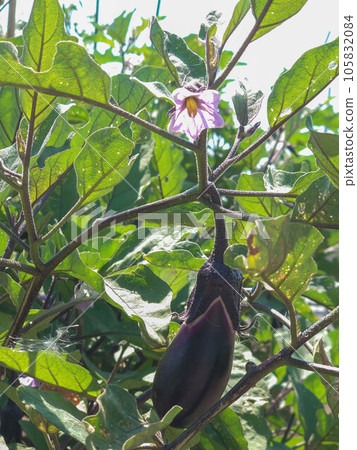 Eggplant and flowers Eggplant and flowers 105832084
