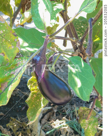 Cultivation of eggplant 105832085