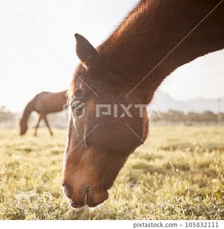 Gain the trust of a horse and you have a friend for life. Shot of a beautiful horse on a farm. 105832111