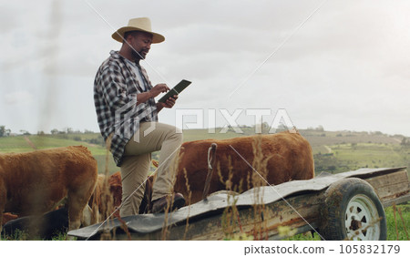 Cattle planning, farm and a black man with a tablet for farming, agriculture research and sustainability. Smile, African farmer and typing on tech for sustainable business and animal development 105832179