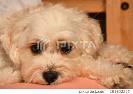 Relax and unwind in Malpu Relax and unwind in Malpu 105832235