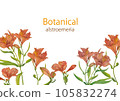 Alstroemeria against a backdrop of watercolor orange flowers 105832274