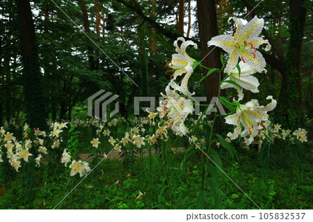 岩手縣北上市森林裡盛開的百合花 105832537