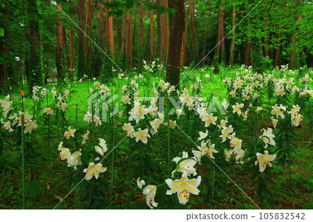 岩手縣北上市森林裡盛開的百合花 105832542
