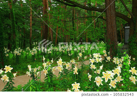 岩手縣北上市森林裡盛開的百合花 105832543