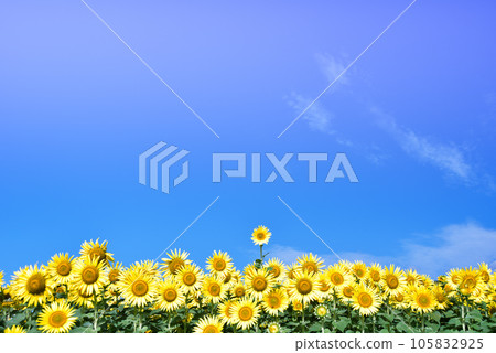 Sun Flower  105832925