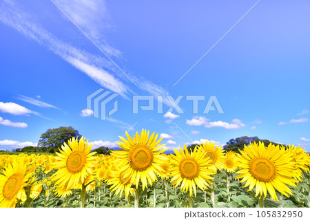 Sun Flower Sun Flower 105832950