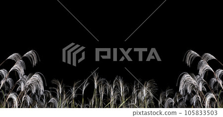 An image of an autumn evening. Pampas grass floating in the darkness of the night. 105833503