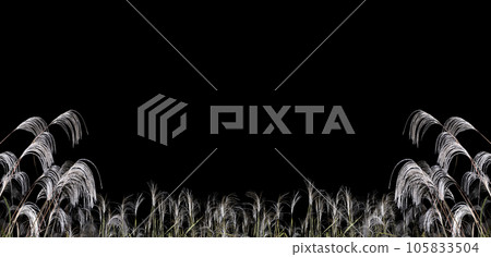 An image of an autumn evening. Pampas grass floating in the darkness of the night. 105833504
