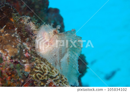 裸箱魚在珊瑚礁中游泳水下照片 裸箱魚在珊瑚礁中游泳水下照片 105834102