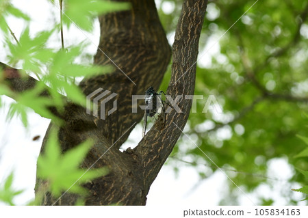 敏敏研討會（橫濱市金井公園） 105834163