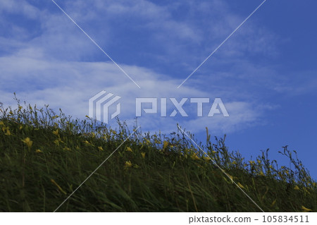 Lily flowers blooming in the hills 105834511