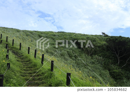 百合花盛開在山間 105834682