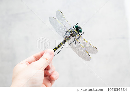 Oniyanma Insect Repellent Goods 105834884