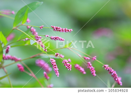 Flower of Inutaden Flower of Inutaden 105834928