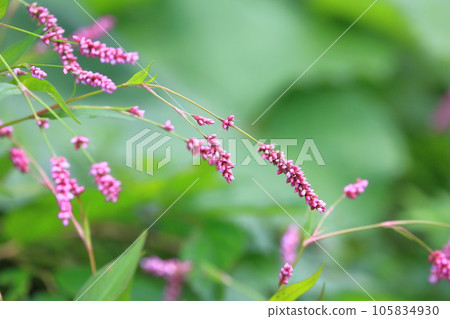 Flower of Inutaden Flower of Inutaden 105834930