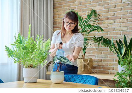 Woman spraying indoor plants at home using spray bottle with fertilized water Woman spraying indoor plants at home using spray bottle with fertilized water 105834957