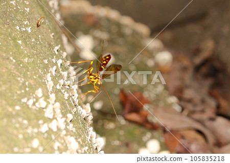 A beautiful female wasp laying eggs with its long ovipositor sticking into a tree trunk (natural light + strobe/macro photography) A beautiful female wasp laying eggs with its long ovipositor sticking into a tree trunk (natural light + strobe/macro photography) 105835218