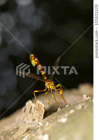 A beautiful female wasp laying eggs with its long ovipositor sticking into a tree trunk (natural light + strobe/macro photography) A beautiful female wasp laying eggs with its long ovipositor sticking into a tree trunk (natural light + strobe/macro photography) 105835220