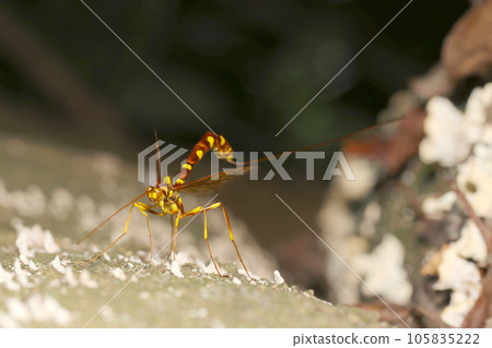 A beautiful female wasp with a long ovipositor (natural light + strobe/macro photography) A beautiful female wasp with a long ovipositor (natural light + strobe/macro photography) 105835222