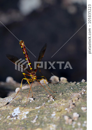 A beautiful female wasp laying eggs with its long ovipositor sticking into a tree trunk (natural light + strobe/macro photography) A beautiful female wasp laying eggs with its long ovipositor sticking into a tree trunk (natural light + strobe/macro photography) 105835223