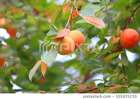 Persimmon fruit and autumn leaves Persimmon fruit and autumn leaves 105835230